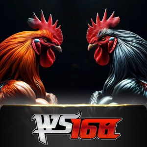 Ws168 Sabung - KISS69