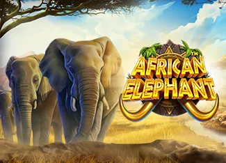 African Elephant - KISS69